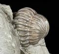 Wide, Enrolled Flexicalymene Trilobite - Ohio #57831-3